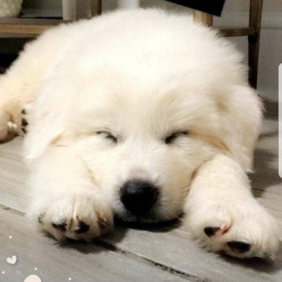 Meet your Posher, Jess - Picture 1 of 1